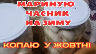 СЬОГОДНІ 27 ЖОВТНЯ / ЗБИРАЮ ДРУГИЙ УРОЖАЙ ЧАСНИКУ/ ОЦІНІТЬ МІЙ ДОСВІД ВИРОЩУВАННЯ ЦІЄЇ КУЛЬТУРИ🧄