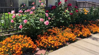 Front Yard Garden Roses 🌹😍 First Blooms of Spring!!!