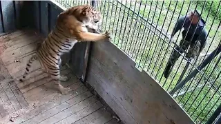 В Приморском Сафари-парке родились тигрята!
