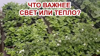 ЧТО ВАЖНЕЕ: СВЕТ ИЛИ ТЕПЛО?