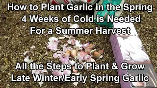 How to Plant & Grow Garlic in the Spring - 4 Weeks of Cold Temperatures: Two Minute TRG Tips