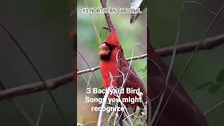 3 Backyard Bird Songs You Might Recognize