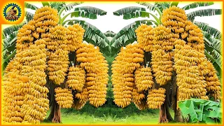 🍌 Harvest Banana - Modern Agricultural Machinery on Another | Farming Documentary