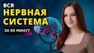 ВЕБИНАР НЕРВНАЯ СИСТЕМА ЧЕЛОВЕКА