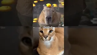 Capybara vs floppa?!