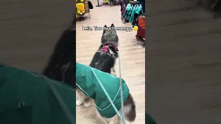The husky version of “Can I pet that dog!?” 🐺🐈‍⬛😅