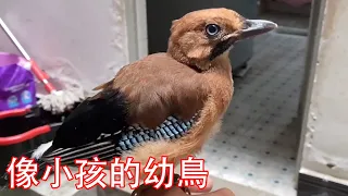 Man saves smart bird understanding human speech [Masked Bird Bro]