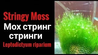 Stringy moss.Мох Стринг. Стринги.Leptodictyum riparium.