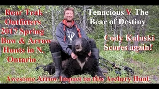 Black Bear Color phases White V on Chest perfect shot placement on bow kill video  POV