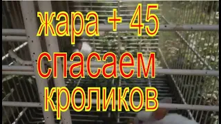 Спасаем кроликов от жары. / Самое дешевое кормление кроликов.