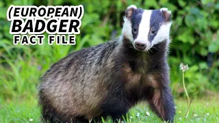 (European) Badger Facts: aka the Eurasian Badger | Animal Fact Files