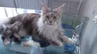 Maine Coon talking. Dialogue. Мейн Кун разговаривает. Диалог