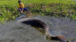 Big River Catfishing.   Village Boy Catch Big Monster Catfish By Remove Water Hyacinth In River.