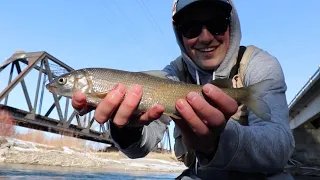 Fly Fishing for Whitefish Idaho