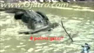 Alligator vs. Python [animalfightclubs #2]