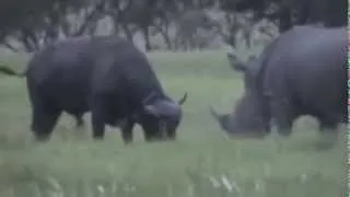 Rhino Vs Buffalo Safari Stand Off