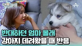 [#행복하개] 엄마 몰래 데려온 강아지의 최후🔥 아기 강아지 입양 첫날🐾 #강아지입양