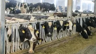 Keeping dairy cows cool