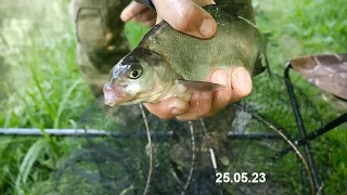 Рыбалка на поплавок в городе со дна Salmo Diamond RIVER BOLOGNESE HEAVY XF 6.00