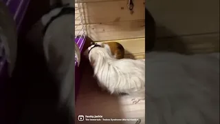 СВИНЯЧЬИ БОИ🤺🤺🤺такие милые морские свинки дерутся!! GUINEA PIGS FIGHTS