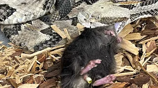 The Legendary Timber Rattlesnake Feeds!!