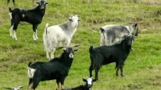 #waikarimoana Goat shooting in New Zealand part 1