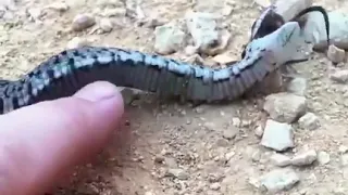 Вот как змея смеётся🐍🐍🐍