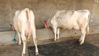 Two Cows For Sale, 2 ਗਾਵਾਂ ਵਿਕਾਊ