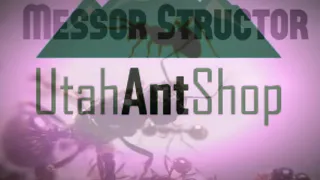 utah ants shop Messor structor harvester queen