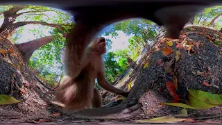 Мартышки в формате VR 360 4k (Wild monkeys HD VIDEO VR BOX PSVR)