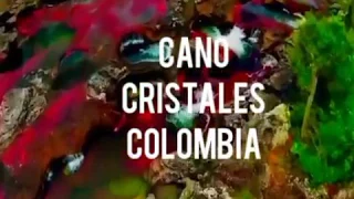 Cano Cristales | Beautiful Place | Colombia