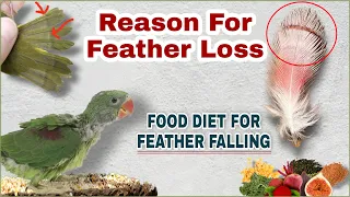 Birds feather falling issue | Reason for birds feather loss and remedies | Cockatiel feather lossing