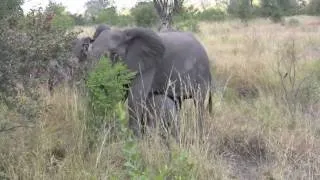 Elephants in Singita