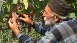 Georgian Wine and Mravaljamier [ENG] Subtitles