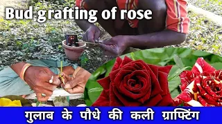 How to graft rose plant | Rose grafting | Rose farming through scientific method