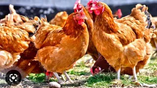 How To Become A Serial Millionaire Keeping Indigenous/ Local Chicken! ☑️  #poultryfarming (#06)