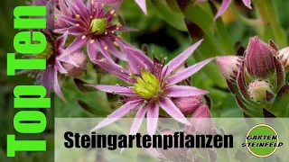 Die Top Ten der Steingartenpflanzen