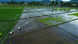 RICE FIELDS with DJI Mavic MiniSe cinematic