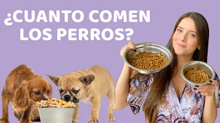 ¿CUÁNTO COME UN CACHORRO Y UN PERRO ADULTO? | Guía de alimentación - Lauvet