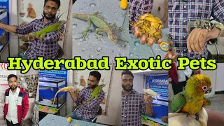 Hyderabad exotic pets shop in Hyderabad | python | reptiles | African grey 🦜 | fishes | Bangal cat