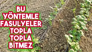 Fasulye Nasıl Ekilir, Muhteşem Ekim Yöntemi