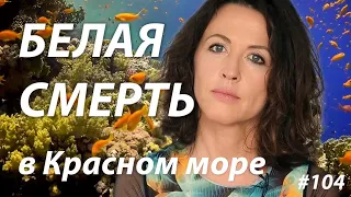 Белая смерть в Красном море: почему выцветают кораллы