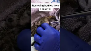 Removing botflies from a squirrel || #shorts #shortvideo #animalsrescue