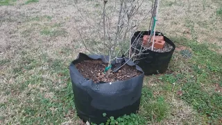 Flooded Garden,keeping squirrels out of grow bag,Elderberry,mulberry,gooseberry, jostaberry,currant