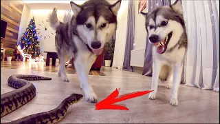 Собака защищает ЗМЕЮ от собаки / dogs vs snake