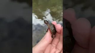 🐢микро черепашка🥰🤗#shorts