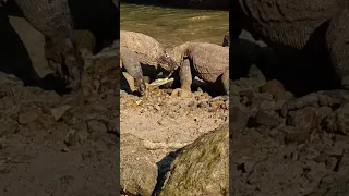 Crocodiles and Komodo dragons fight over food