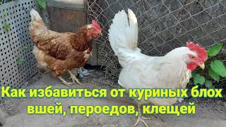 Как избавиться от куриных Блох Вшей Пероедов Клещей своими руками без труда