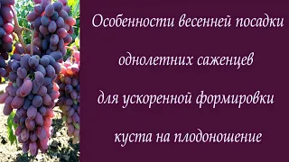 Особенности весенней посадки однолетних саженцев для ускоренной формировки куста на плодоношение.