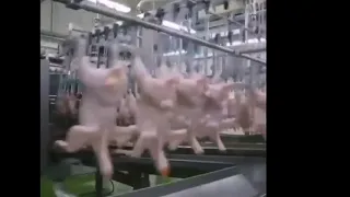 Modern Ultra chicken Meat factory.